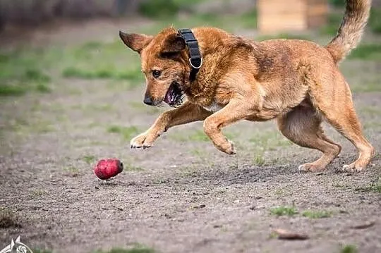 LEJLA w typie labradora szuka swego amatora! ;-), Śląskie, Katowice