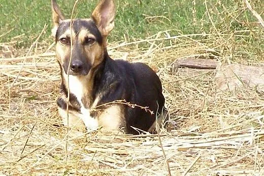 Zoja &#8211; młoda, delikatna sunia szuka domk