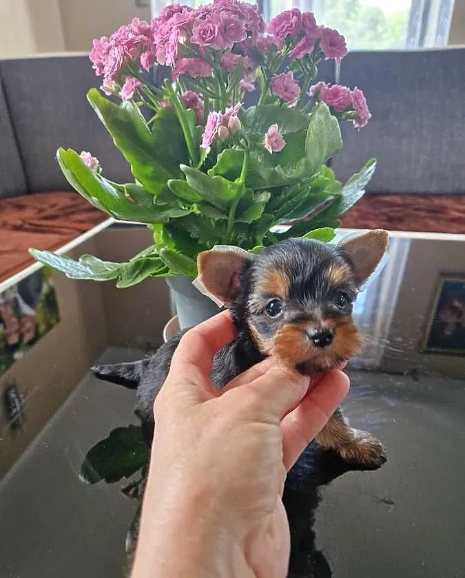 Yorkshire Terrier Suczka XXXXL, Małopolskie, Niepołomice