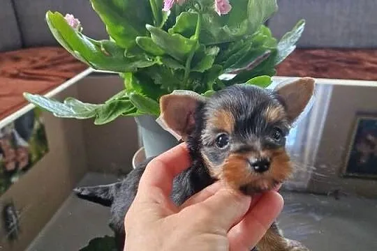 Yorkshire Terrier Suczka XXXXL, Małopolskie, Niepołomice