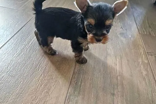 Yorkshire Terrier Suczka XXXXL, Małopolskie, Niepołomice