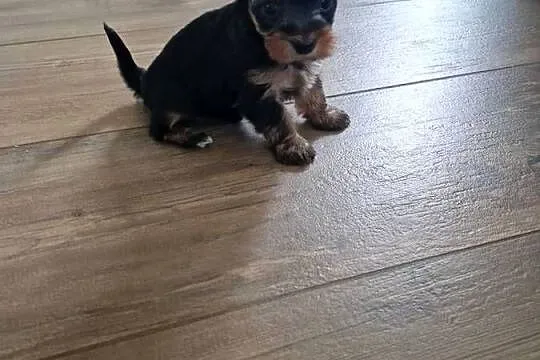 Yorkshire Terrier Suczka XXXXL, Małopolskie, Niepołomice