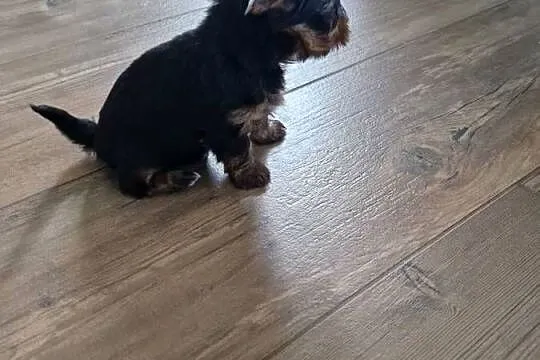 Yorkshire Terrier Suczka XXXXL, Małopolskie, Niepołomice
