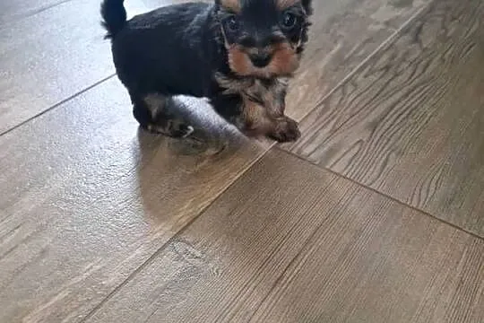 Yorkshire Terrier Suczka XXXXL, Małopolskie, Niepołomice