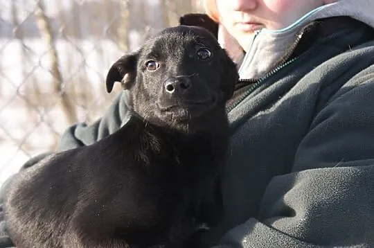 SZCZENIAKI, dwóch cudownych chłopców do adopcji!