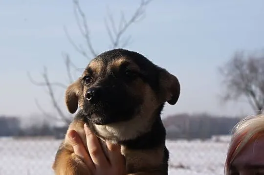 SZCZENIAKI, dwóch cudownych chłopców do adopcji!