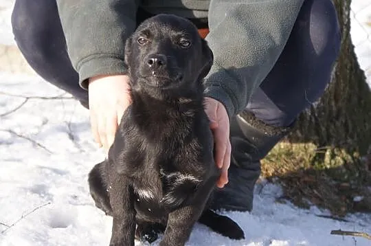 SZCZENIAKI, dwóch cudownych chłopców do adopcji!