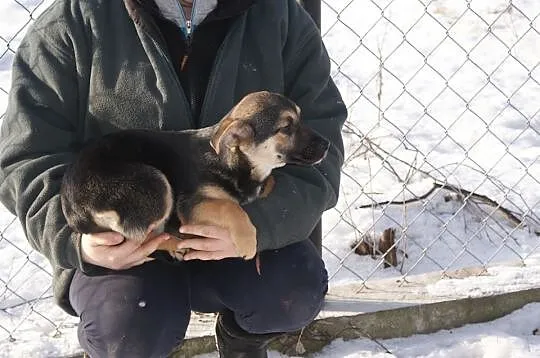SZCZENIAKI, dwóch cudownych chłopców do adopcji!