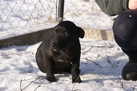SZCZENIAKI, dwóch cudownych chłopców do adopcji!