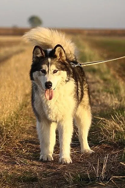 Dejla, wesoła i aktywna suczka ALASKAN MALAMUTE a