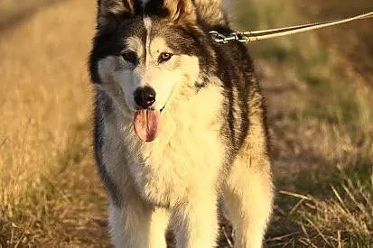 Dejla,  wesoła i aktywna suczka ALASKAN MALAMUTE a