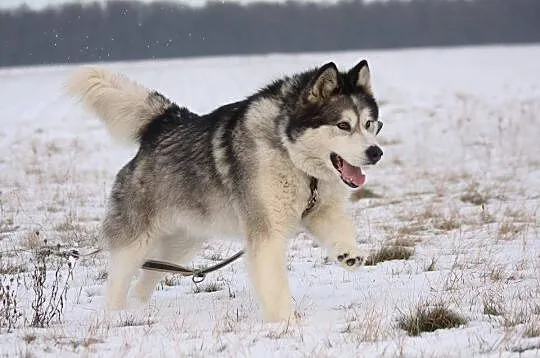 Dejla,  wesoła i aktywna suczka ALASKAN MALAMUTE a
