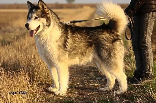 Dejla,  wesoła i aktywna suczka ALASKAN MALAMUTE a