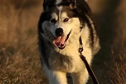 Dejla,  wesoła i aktywna suczka ALASKAN MALAMUTE a
