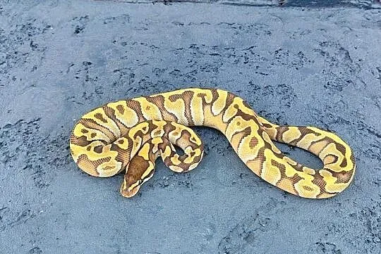 Pyton Królewski Samica Enchi Mojave het Hypo