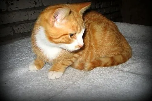 Rudo-biały kocurek wykastrowany,8 mies,adopcja!!, 
