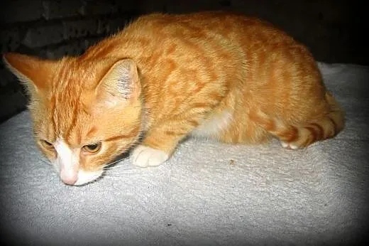 Rudo-biały kocurek wykastrowany,8 mies,adopcja!!, 