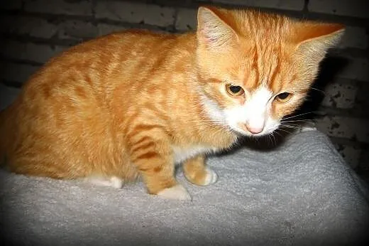 Rudo-biały kocurek wykastrowany,8 mies,adopcja!!, 