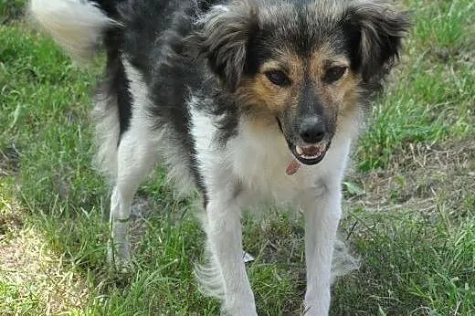 MOLLY - śliczna, 7 kg mikro sunia do adopcji,  maz