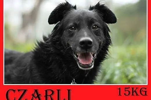 15kg,wesoły,łagodny,towarzyski piesek CZARLI.Adopcja,  małopolskie Kraków