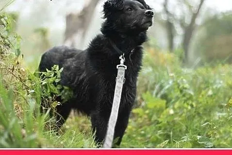 15kg,wesoły,łagodny,towarzyski piesek CZARLI.Adopc