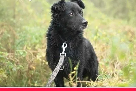 15kg,wesoły,łagodny,towarzyski piesek CZARLI.Adopc