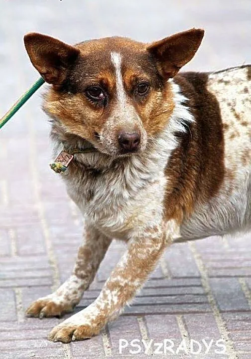 ŚMIESZKA ta sunia naprawde potrzebuje POMOCY!!, p