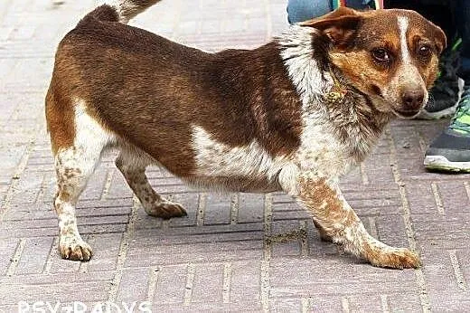 ŚMIESZKA ta sunia naprawde potrzebuje POMOCY!!,  p