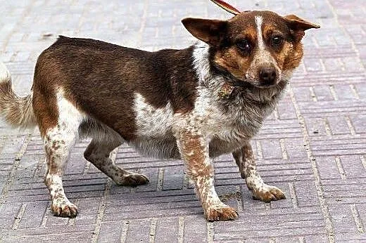 ŚMIESZKA ta sunia naprawde potrzebuje POMOCY!!,  p