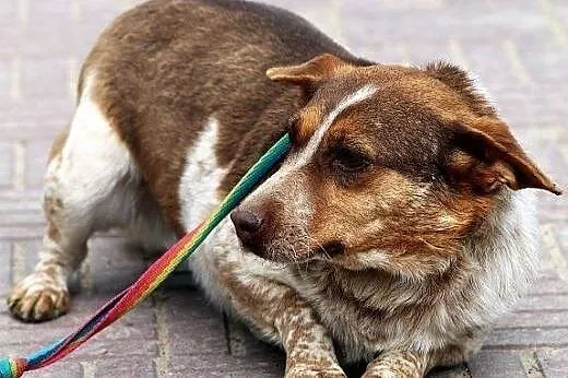 ŚMIESZKA ta sunia naprawde potrzebuje POMOCY!!,  p