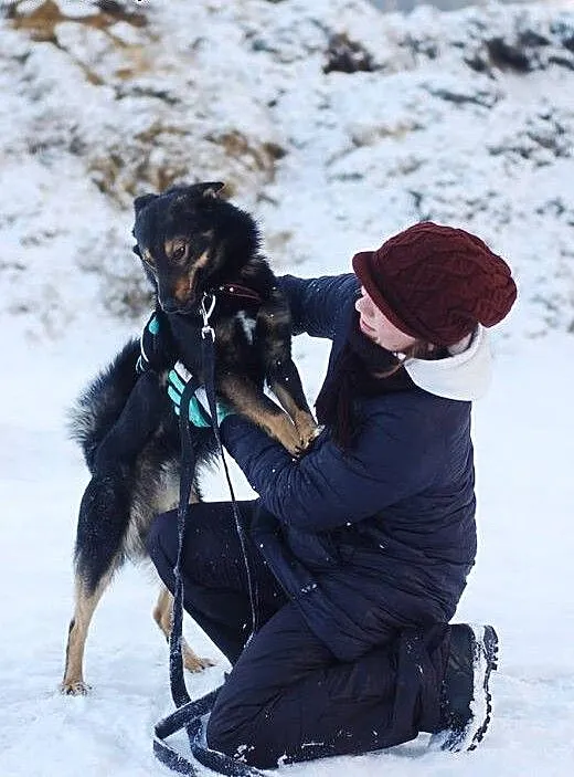 Aron- młody ok 3 letni psiak do adopcji, łódzkie