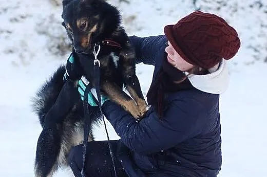 Aron- młody ok 3 letni psiak do adopcji,  łódzkie 