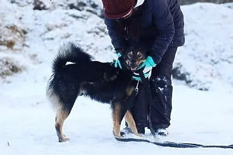 Aron- młody ok 3 letni psiak do adopcji,  łódzkie 