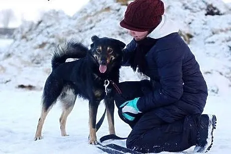 Aron- młody ok 3 letni psiak do adopcji,  łódzkie 