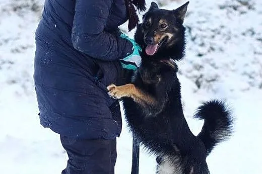 Aron- młody ok 3 letni psiak do adopcji,  łódzkie 