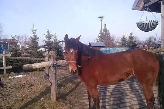 Bianka super klacz