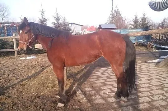 Bianka super klacz