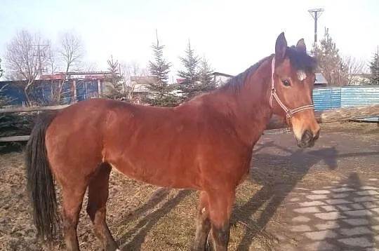 Bianka super klacz