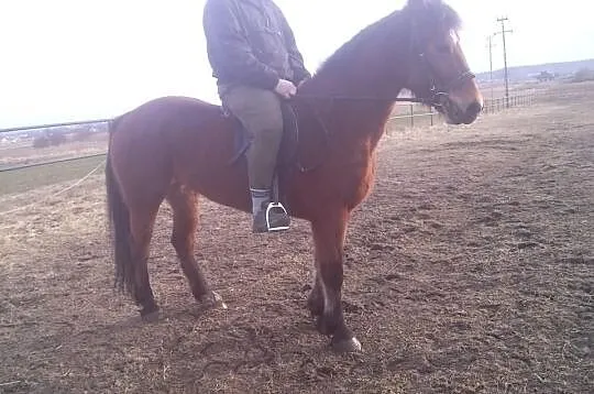 Bianka super klacz