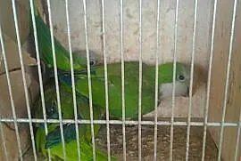 Mnichy nizinne 2 pary lęgowe