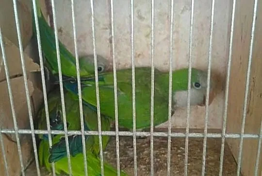 Mnichy nizinne 2 pary lęgowe