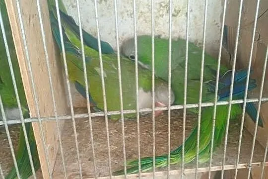 Mnichy nizinne 2 pary lęgowe, Łódzkie, Wrzesiny