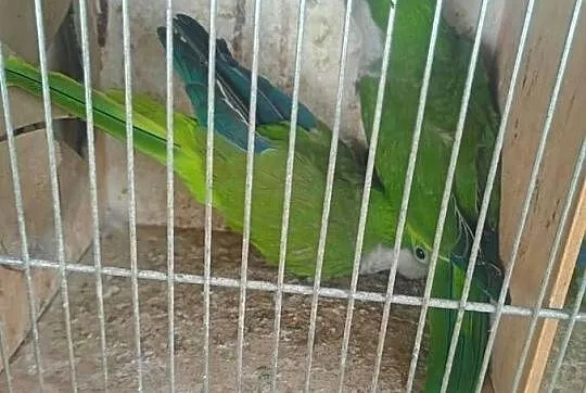 Mnichy nizinne 2 pary lęgowe, Łódzkie, Wrzesiny