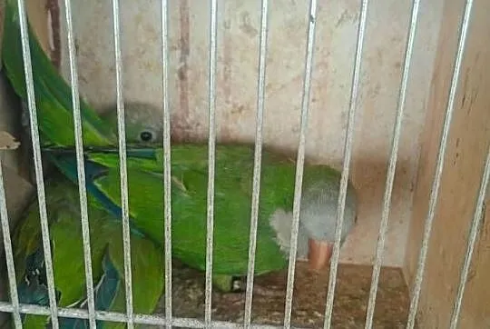 Mnichy nizinne 2 pary lęgowe, Łódzkie, Wrzesiny