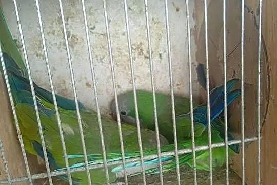 Mnichy nizinne 2 pary lęgowe, Łódzkie, Wrzesiny