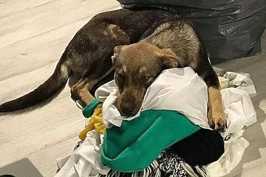 Bobo roczny psiak szuka domu, Łódź