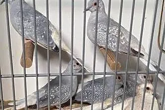 Sprzedam gołąbki diamentowe, Wielkopolskie, Śmigiel