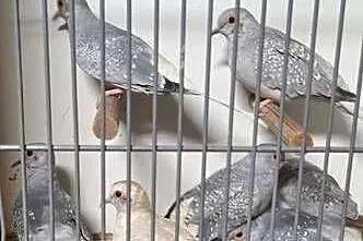 Sprzedam gołąbki diamentowe, Wielkopolskie, Śmigiel