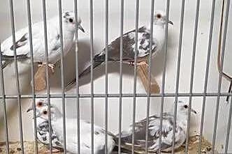 Sprzedam gołąbki diamentowe, Wielkopolskie, Śmigiel