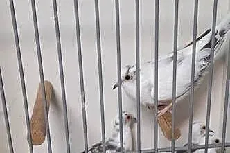 Sprzedam gołąbki diamentowe, Wielkopolskie, Śmigiel